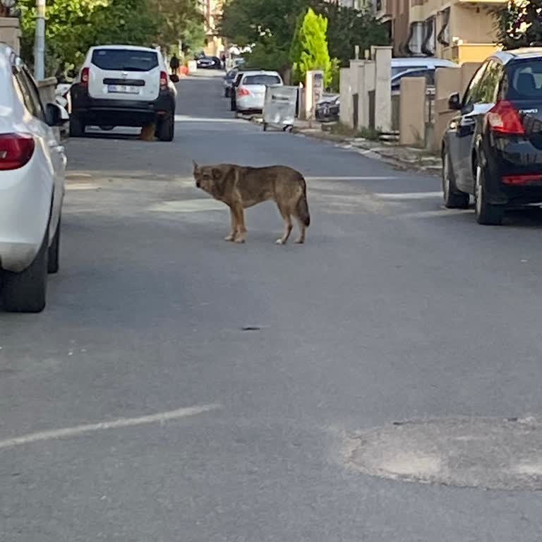 Saldırgan Sokak Köpekleri Sorunu Ve Belediyenin Yetersiz Müdahalesi