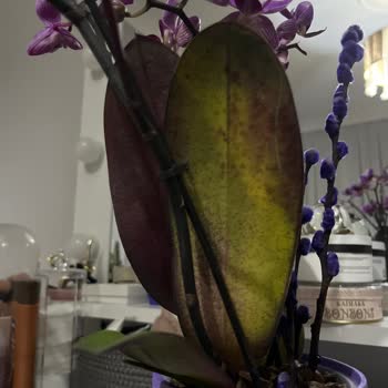 Ölü Orkide Ve İletişimsizlik Sorunu