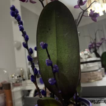 Ölü Orkide Ve İletişimsizlik Sorunu