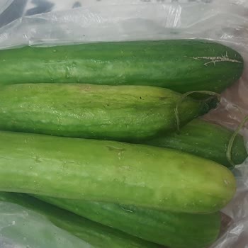 Ezilmiş Sebzeler Ve Çözülmeyen Sorunlar