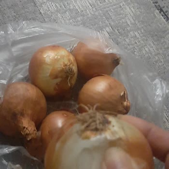 Ezilmiş Sebzeler Ve Çözülmeyen Sorunlar