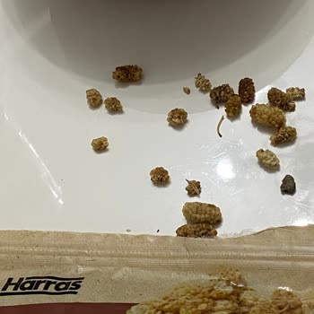 Organik Ürünlerde Güven Sorunu: Kuru Dut İçinde Taş Çıkması