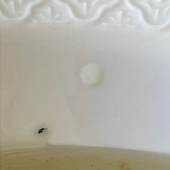 Reçelde Böcek Şoku: Antalya Reçelcisi Güvenimi Sarstı