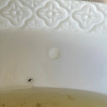 Reçelde Böcek Şoku: Antalya Reçelcisi Güvenimi Sarstı