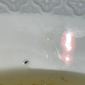 Reçelde Böcek Şoku: Antalya Reçelcisi Güvenimi Sarstı