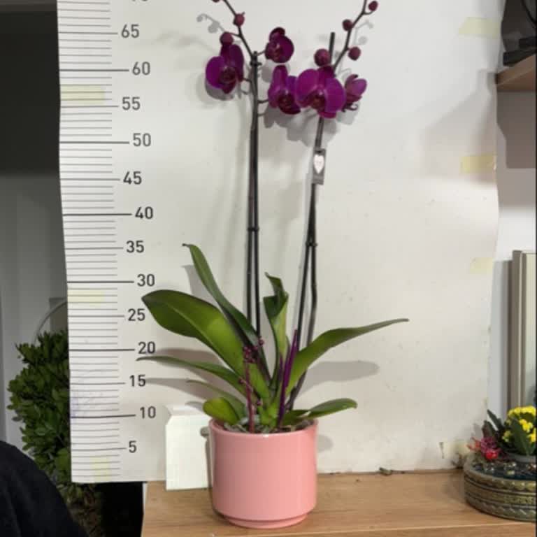 Çiçek Sepeti'nde Yanlış Ürün Sorunu