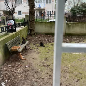 Kedi Alerjisi Ve Erken Doğum Riskiyle Mücadele