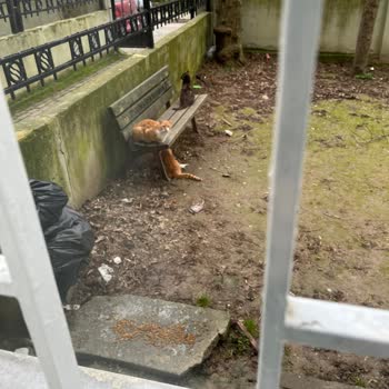 Kedi Alerjisi Ve Erken Doğum Riskiyle Mücadele