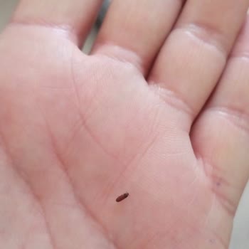 Aro Un Paketlerinde Karşılaşılan Böcek Sorunu