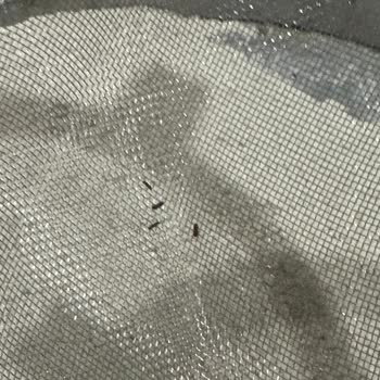 Aro Un Paketlerinde Karşılaşılan Böcek Sorunu