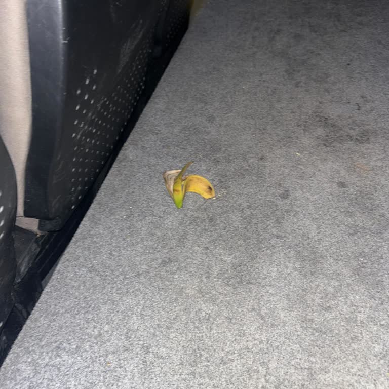 Sinema Salonunda Temizlik Sorunu