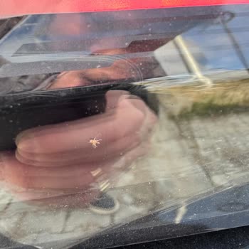 Kronik Stop Lambası Sorunu: Çözüm Bekleniyor