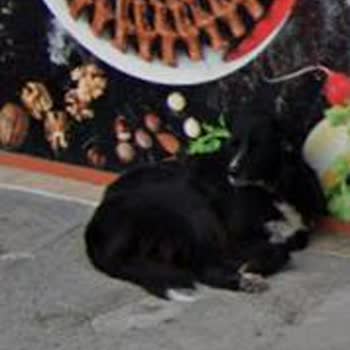 Eki aç