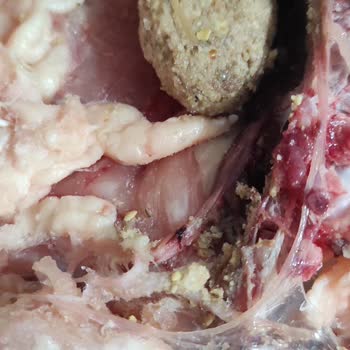 Erpiliç Ürününde Sağlık Tehlikesi