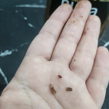 Fiskobirlik Nugo Çikolata İçinden Çıkan Şaşırtıcı Madde