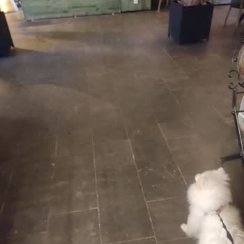 Hayvan Dostu Olmayan Mekan Deneyimi