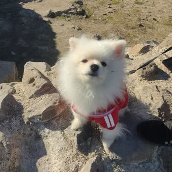 Hayvan Dostu Olmayan Mekan Deneyimi