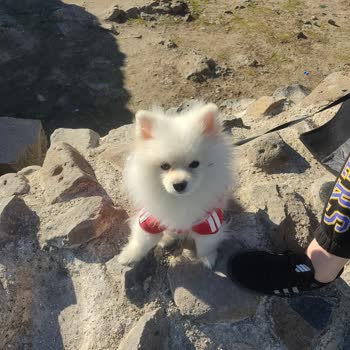 Hayvan Dostu Olmayan Mekan Deneyimi