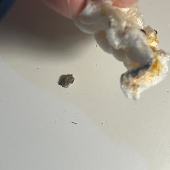 Flakefest Pirinç Patlağından Çıkan Yabancı Madde