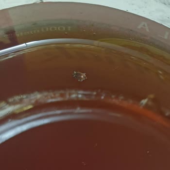 Balparmak Balında Şok Edici Böcek Sorunu