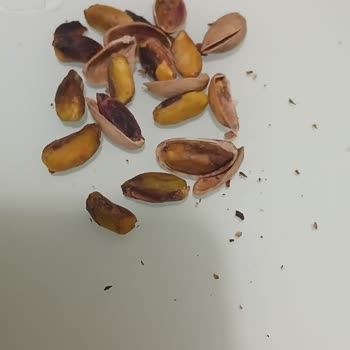 Bozuk Antep Fıstığı Deneyimi