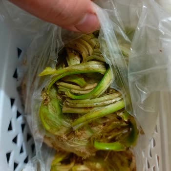 Çürük Avokado Ve Kereviz Sorunu