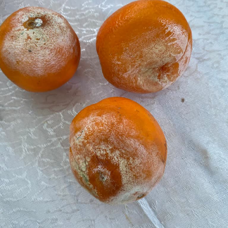 Migros Çürük Ürün Ve Fiş Sorunu