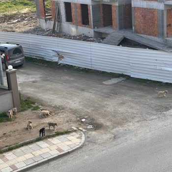 Adapazarı'nda Tehlike Saçan Sokak Köpekleri