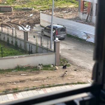 Adapazarı'nda Tehlike Saçan Sokak Köpekleri