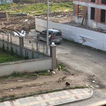 Adapazarı'nda Tehlike Saçan Sokak Köpekleri