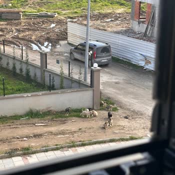 Adapazarı'nda Tehlike Saçan Sokak Köpekleri