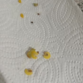 BİM'den Aldığım Yeşil Mercimekte Böcek Ve Kurt Sorunu