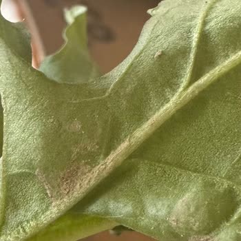 Topraklı Roka Skandalı: Hijyen Sorunu