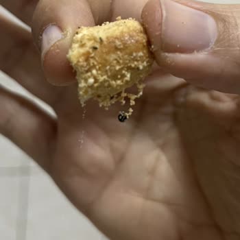 Kurabiyelerde Şeffaf İplik Sorunu