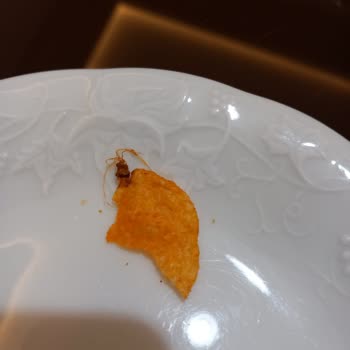 Lays Cipsin İçinden Böcek Çıkması Ve Sağlık Tehlikesi