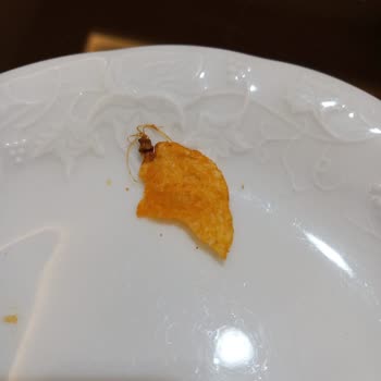 Lays Cipsin İçinden Böcek Çıkması Ve Sağlık Tehlikesi