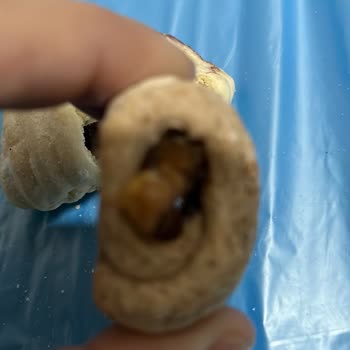Liva Pastanesi | Livashop.com Küflü Ve Böcekli Kuru Pasta Skandalı