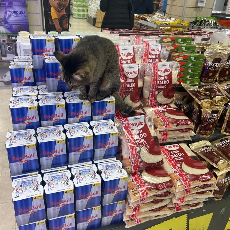 Migros Hijyen Ve İçerideki Kedi Köpek Dışkısı