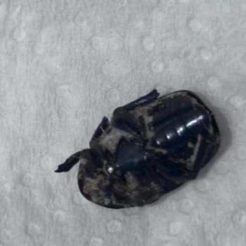 Çekirdek Paketinden Çıkan Şok Edici Sürpriz