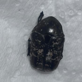 Çekirdek Paketinden Çıkan Şok Edici Sürpriz