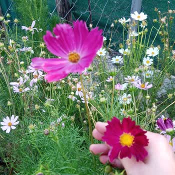 Farmer Life Tohum Kozmoz Tohumlardan Tek Bir Adet Bile Çıkmadı