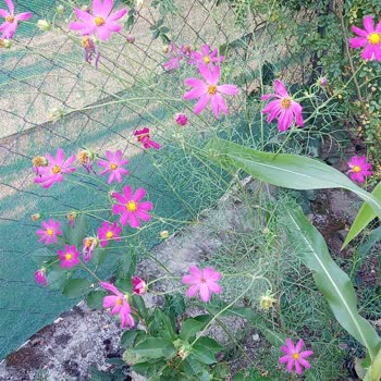 Farmer Life Tohum Kozmoz Tohumlardan Tek Bir Adet Bile Çıkmadı
