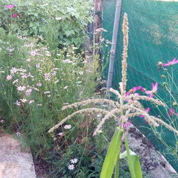 Farmer Life Tohum Kozmoz Tohumlardan Tek Bir Adet Bile Çıkmadı