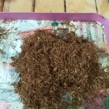 Camel Marka Tütünlerde Kalite Sorunu