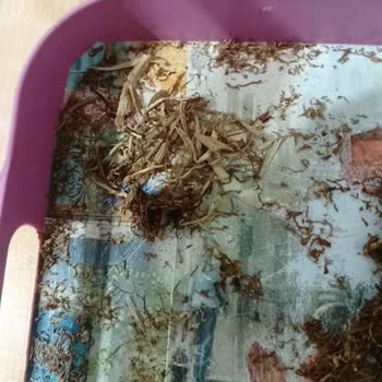 Camel Marka Tütünlerde Kalite Sorunu