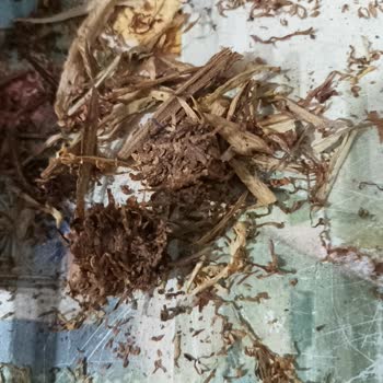 Camel Marka Tütünlerde Kalite Sorunu