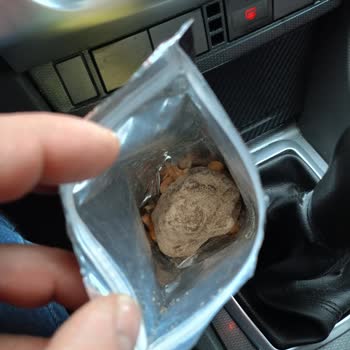 Kaju İçinden Çıkan Sürpriz