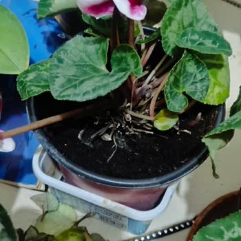 Canlı Çiçeklerin Hızla Çürümesi Ve İade Sorunu