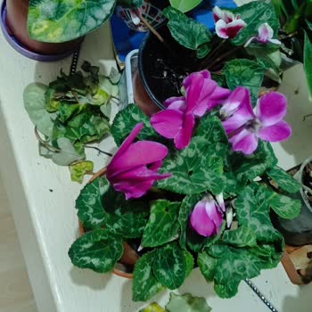 Canlı Çiçeklerin Hızla Çürümesi Ve İade Sorunu