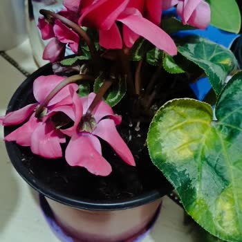 Canlı Çiçeklerin Hızla Çürümesi Ve İade Sorunu